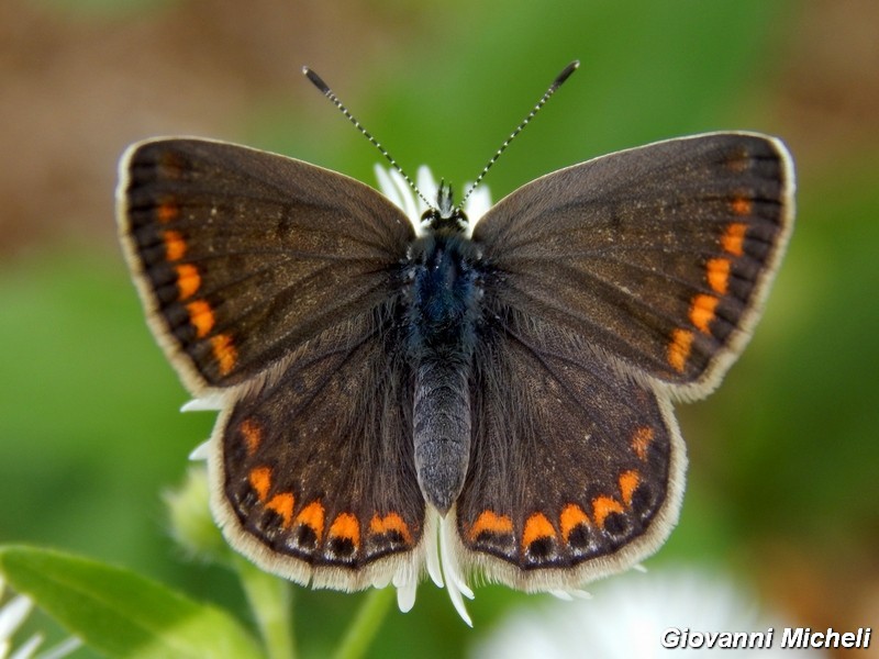 Polyommatus icarus ....variante.